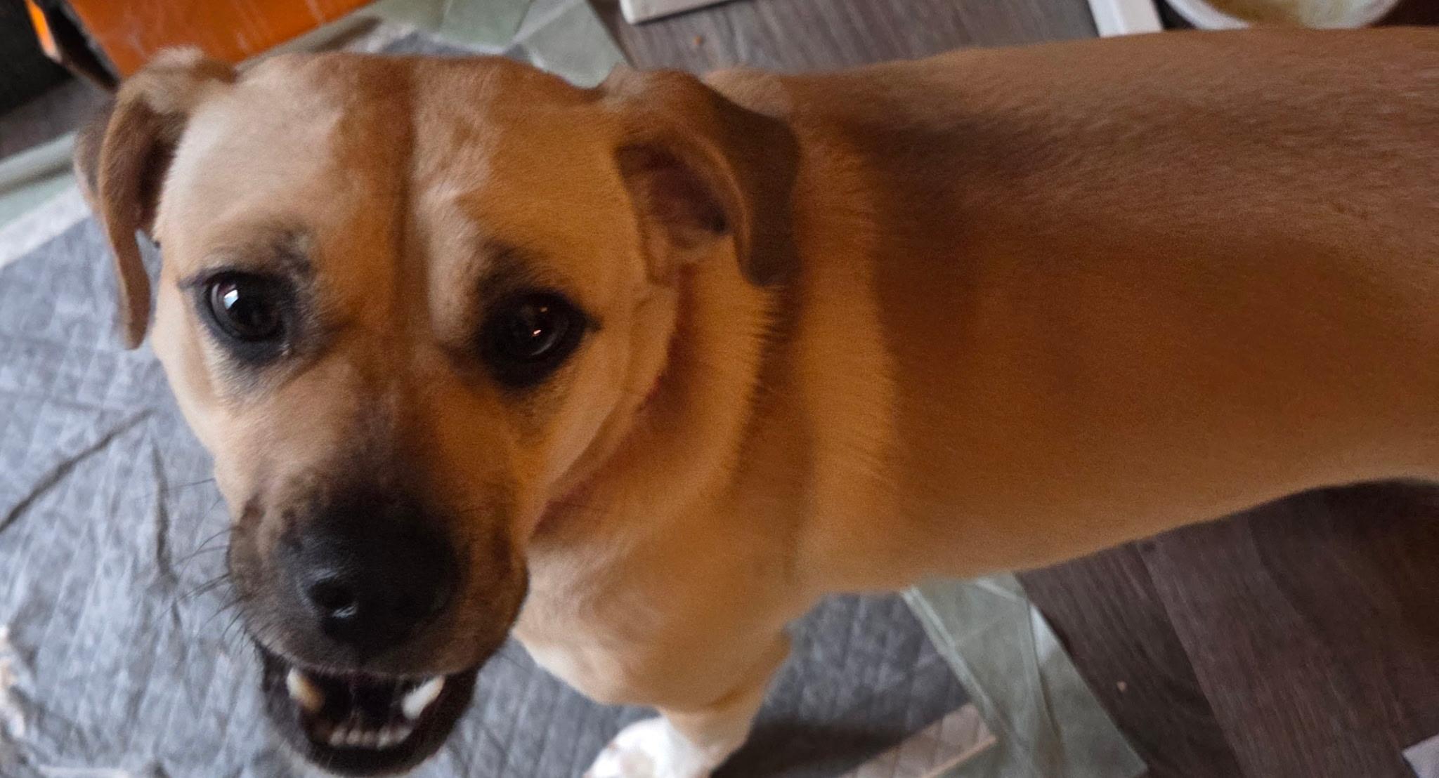 Enlarge Byrdie, a Adoptable mixed breed in Toledo, OH image 2/4