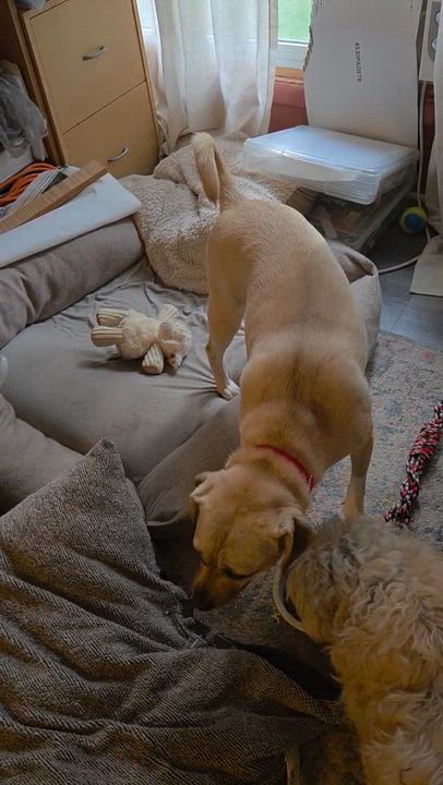 Enlarge Byrdie, a Adoptable mixed breed in Toledo, OH video 4/4