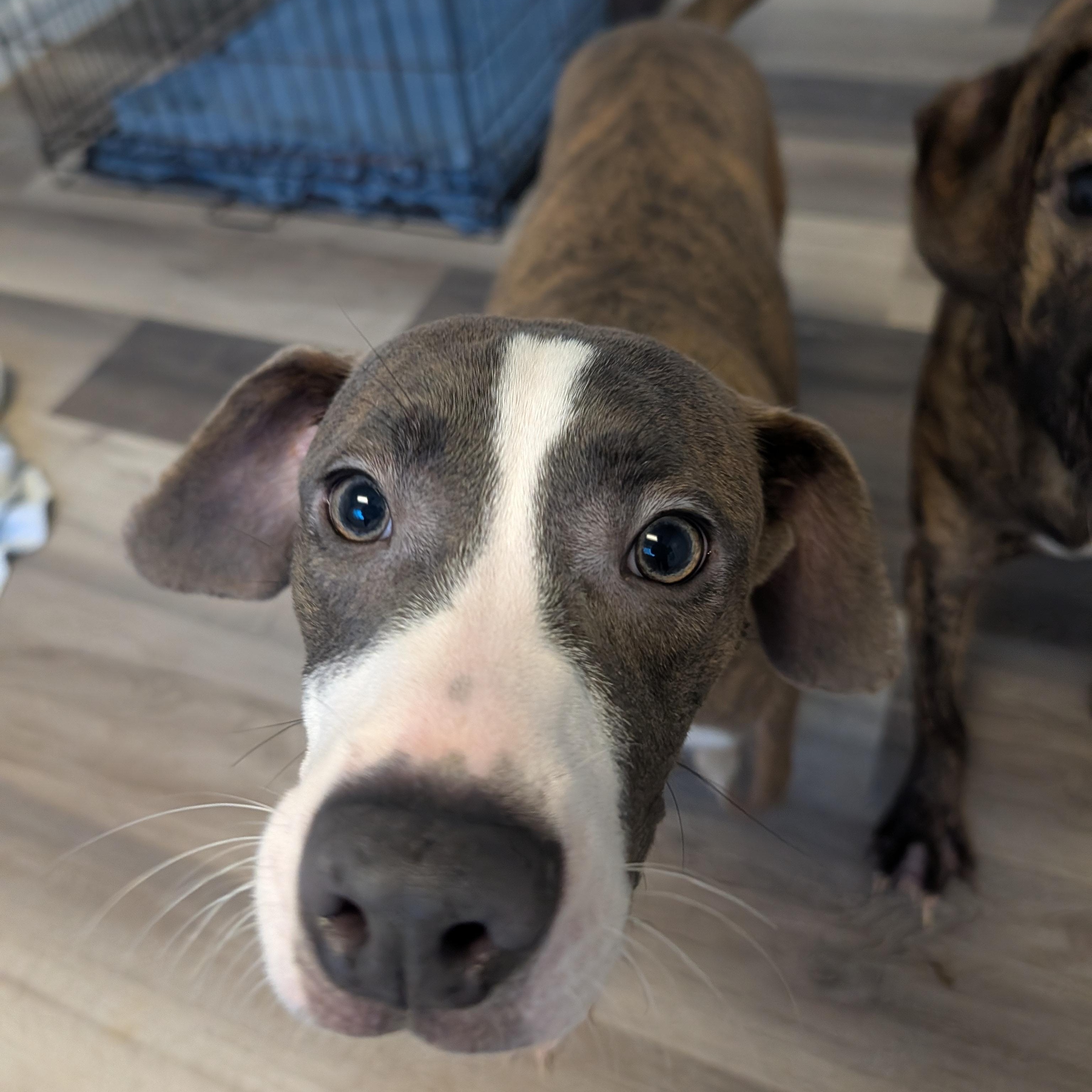 Lucky, a Adoptable mixed breed image 1/3