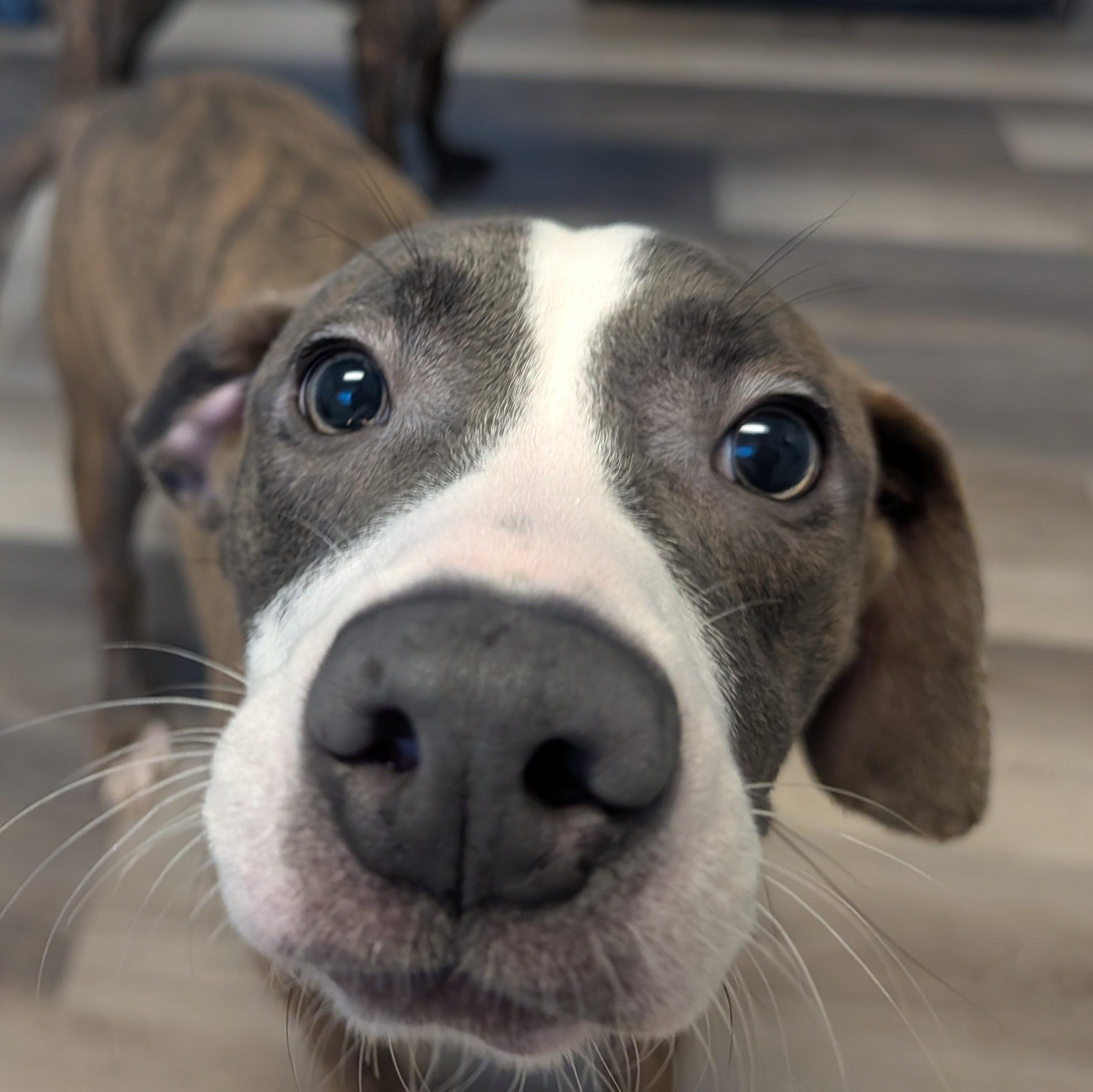 Lucky, a Adoptable mixed breed image 2/3