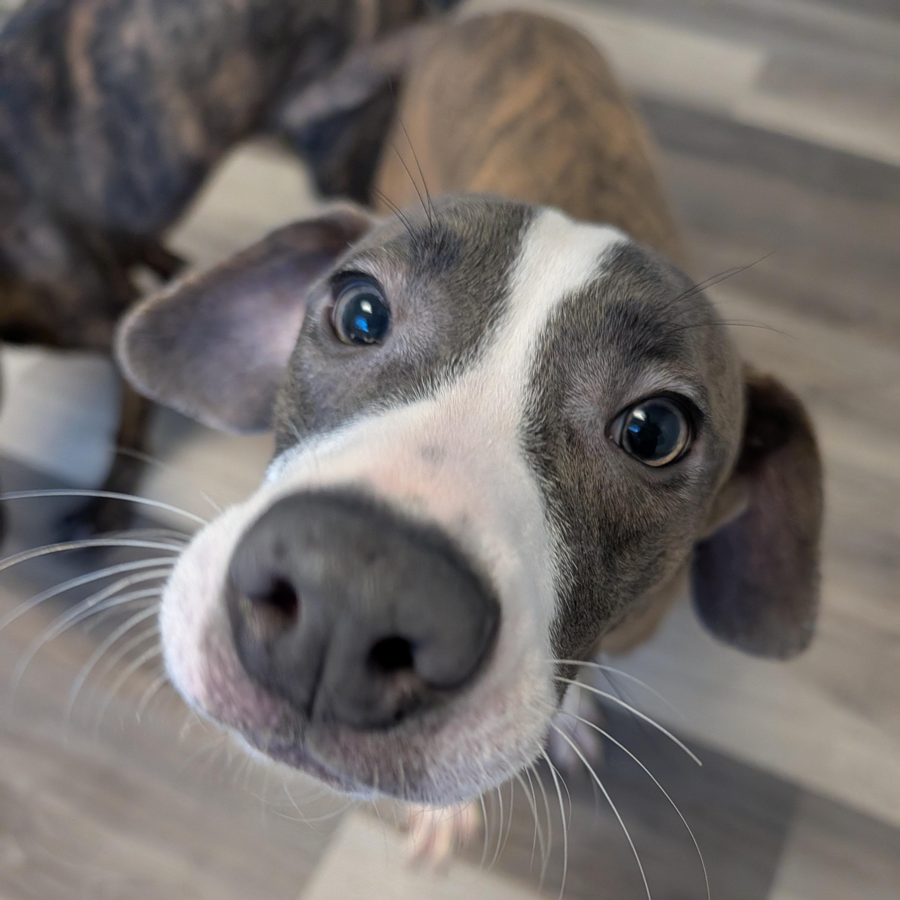 Lucky, a Adoptable mixed breed image 3/3