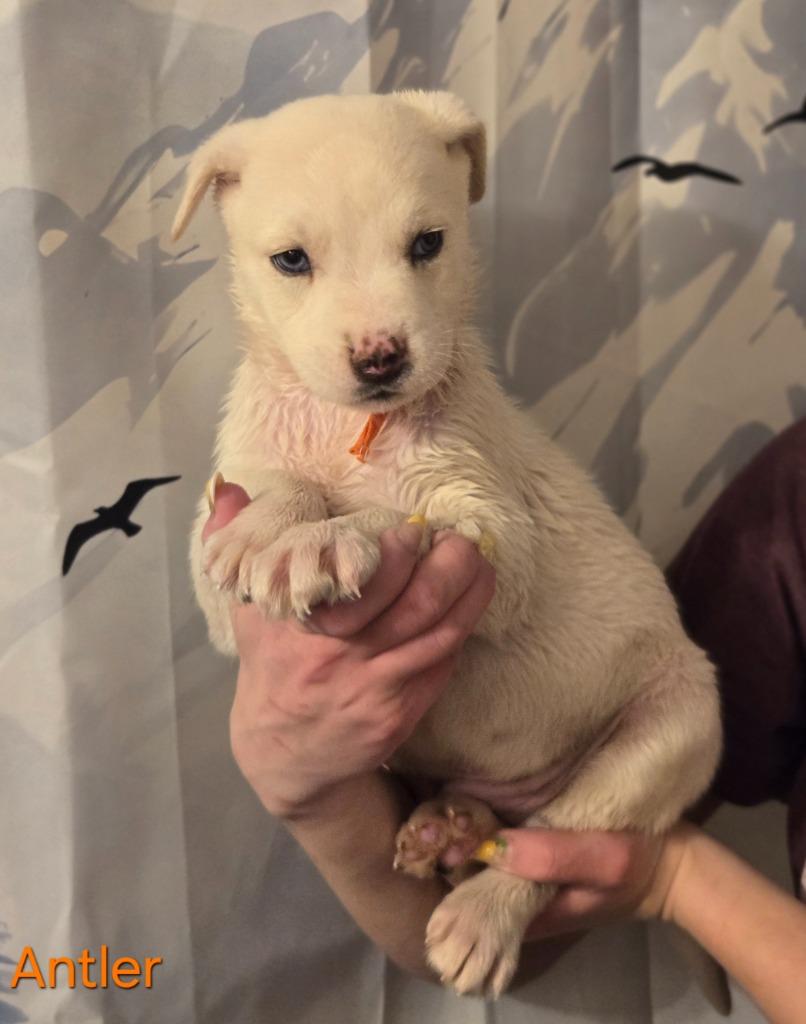 Antler, Adoptable, Puppy Male Husky & German Shepherd Dog.