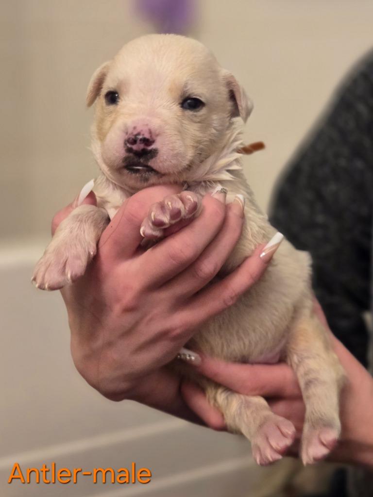 Enlarge Antler, a Adoptable mixed breed in Viroqua, WI image 2/6