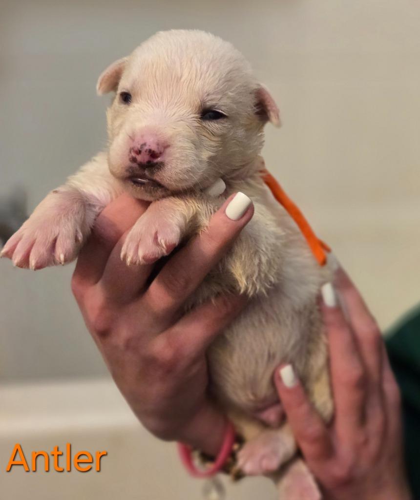 Enlarge Antler, a Adoptable mixed breed in Viroqua, WI image 3/6