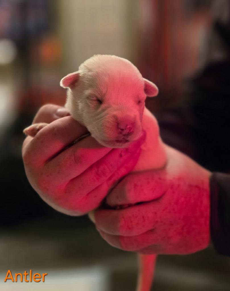 Enlarge Antler, a Adoptable mixed breed in Viroqua, WI image 4/6
