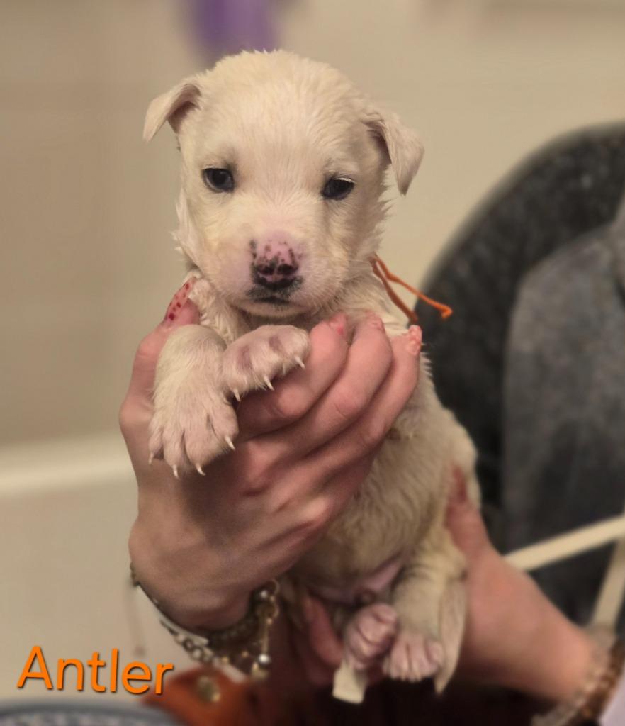 Enlarge Antler, a Adoptable mixed breed in Viroqua, WI image 5/6