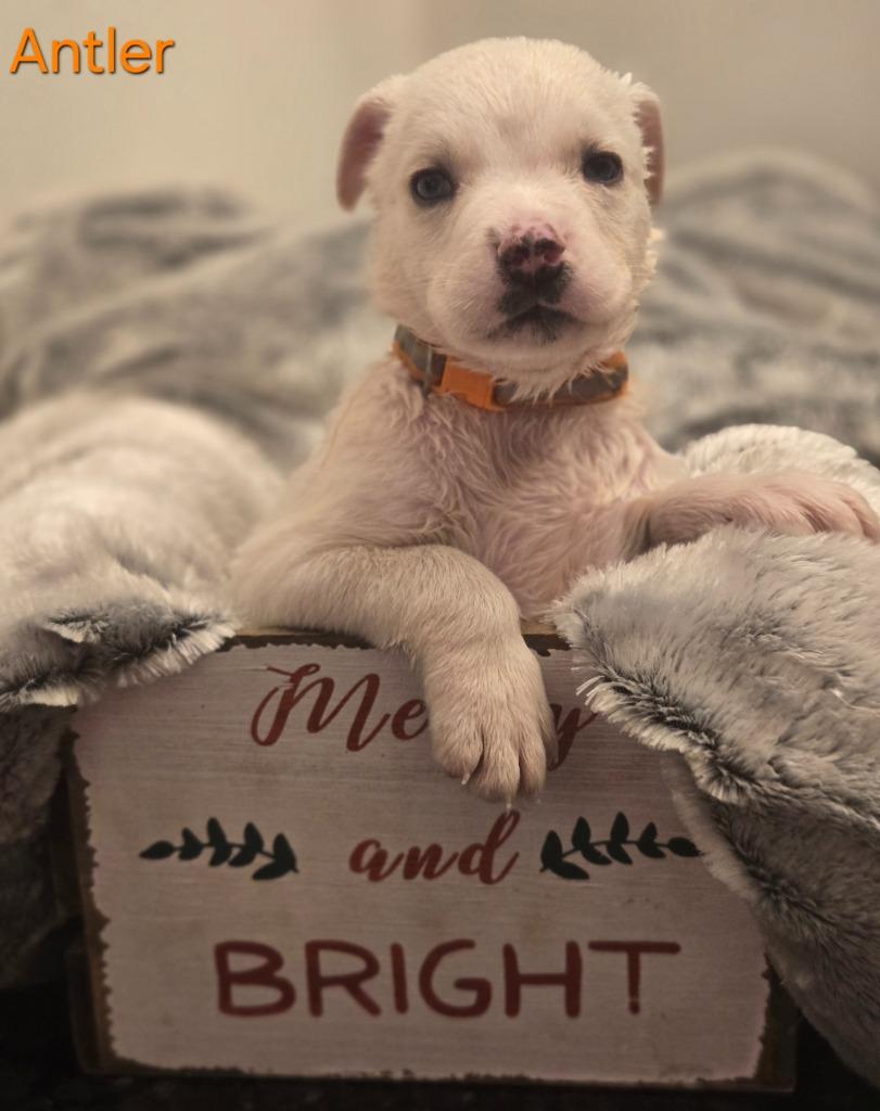 Enlarge Antler, a Adoptable mixed breed in Viroqua, WI image 6/6