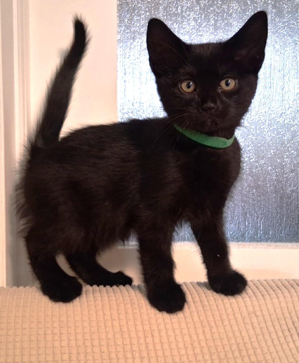Echo, Adoptable, Kitten Male Domestic Short Hair.