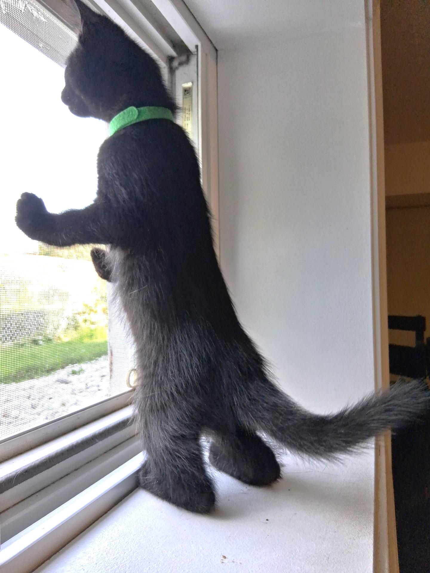 Enlarge Echo, a Adoptable Domestic Short Hair in Stoney Creek, ON image 2/2