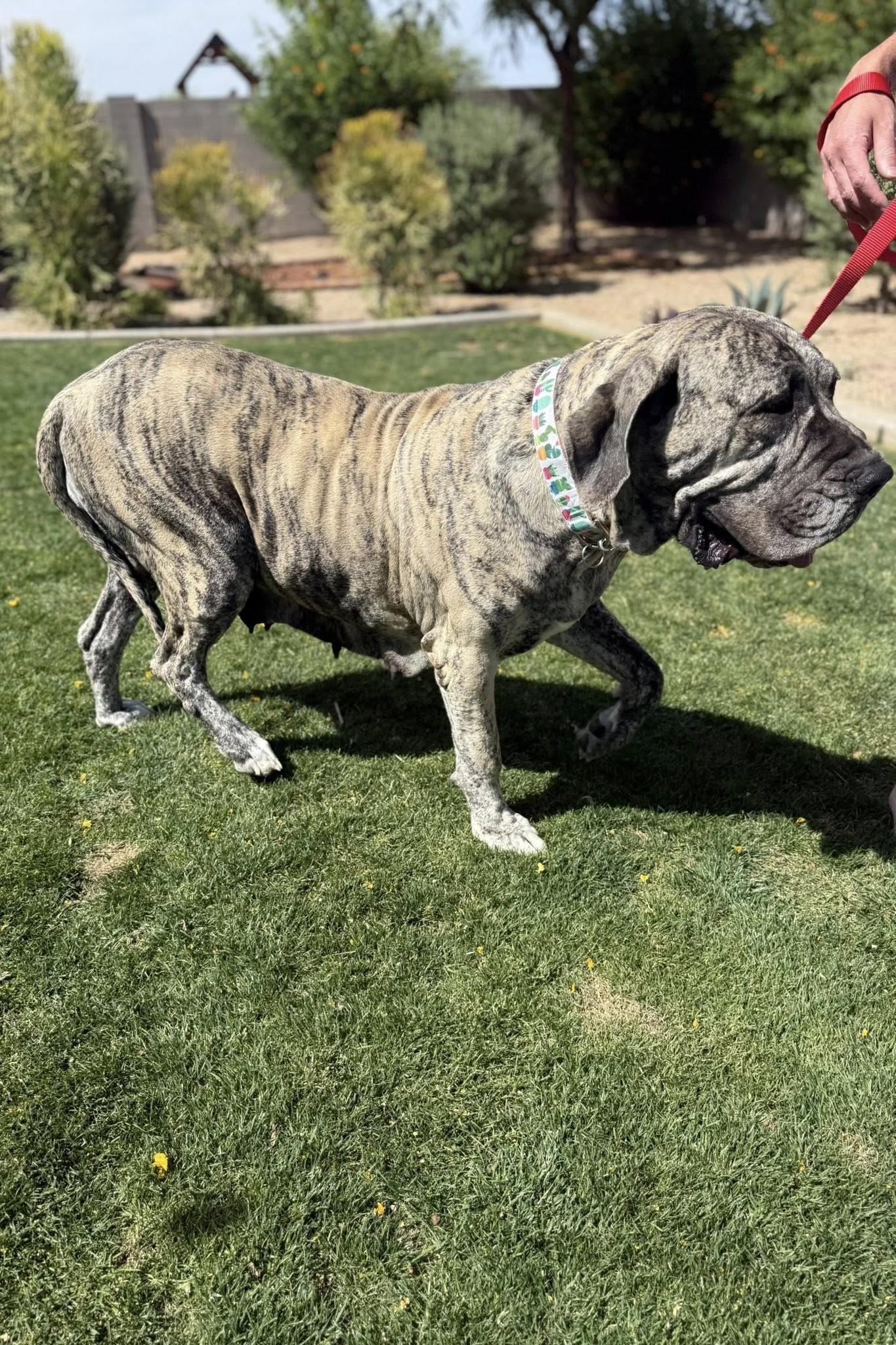 Elfrida, Adopted, Adult Female Neapolitan Mastiff.