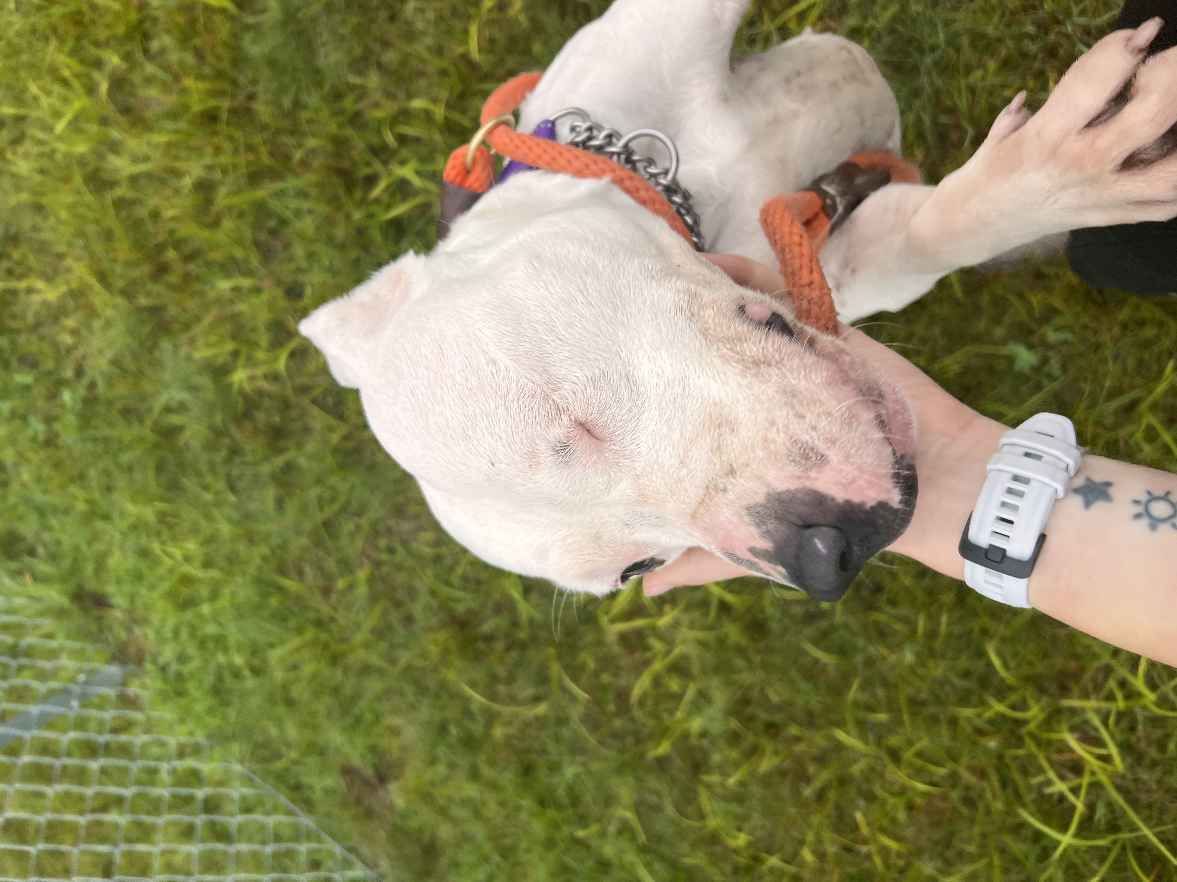 JinJer, Adult Female Pit Bull Terrier