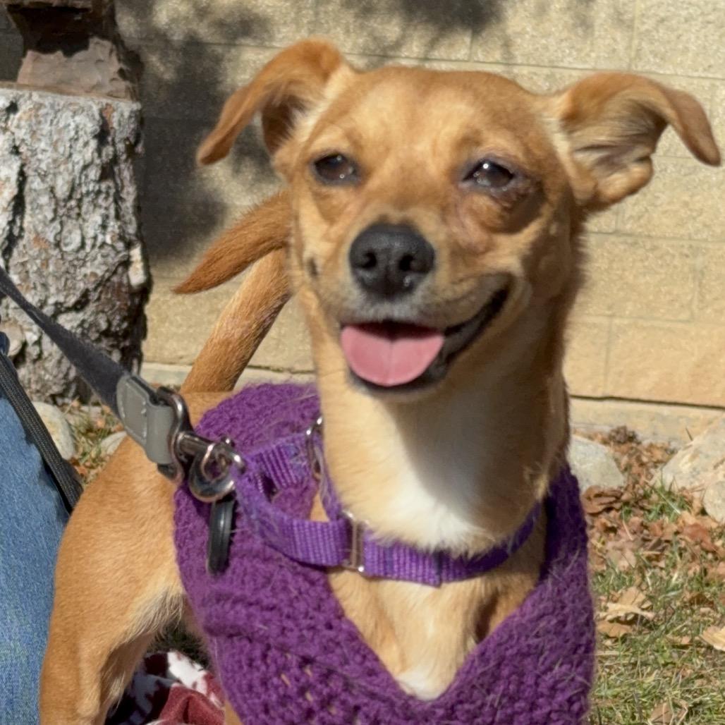 Lilly, Adoptable, Adult Female Chihuahua & Dachshund.