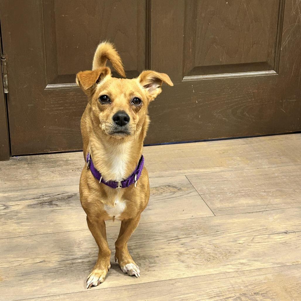 Enlarge Lilly, a Adoptable mixed breed in Durango, CO image 1/1