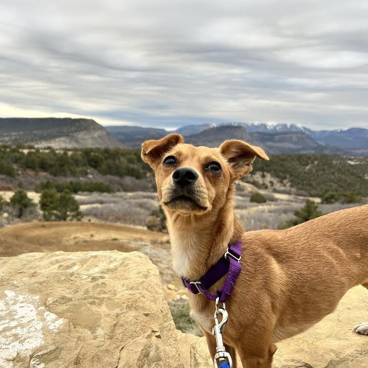 Lilly, Adoptable, Adult Female Chihuahua & Dachshund.