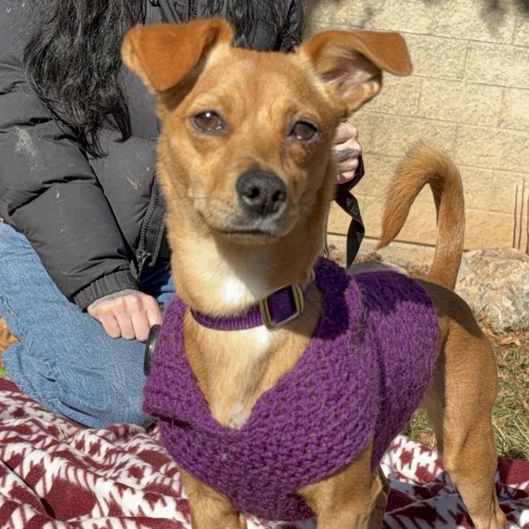 Lilly, Adoptable, Adult Female Chihuahua & Dachshund.