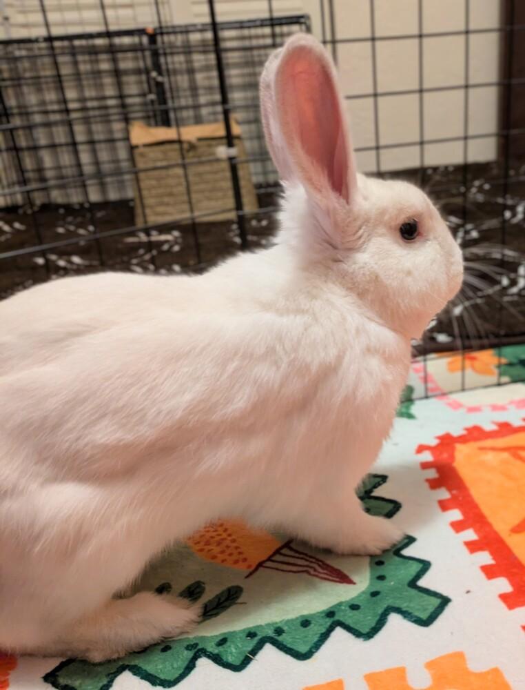 Comfrey, Adoptable, Adult Male Lionhead.