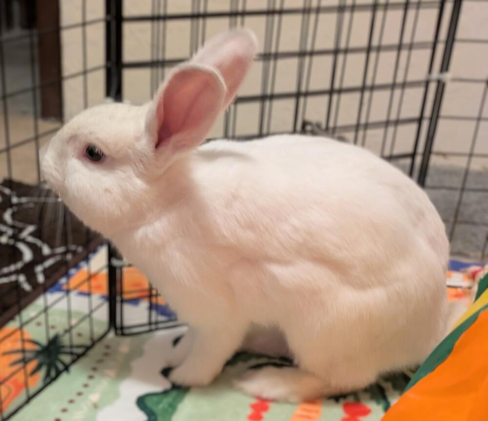 Enlarge Comfrey, a Adoptable mixed breed in Gainesville, FL image 2/4