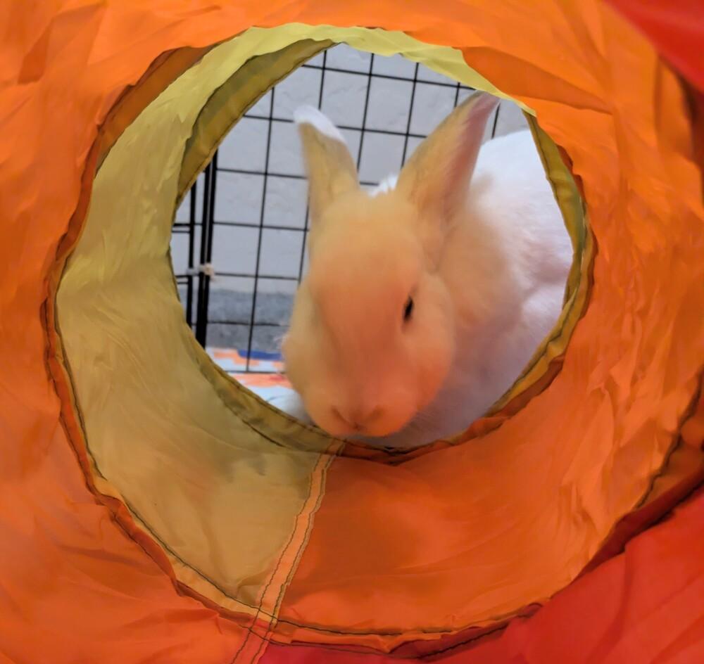 Enlarge Comfrey, a Adoptable mixed breed in Gainesville, FL image 3/4