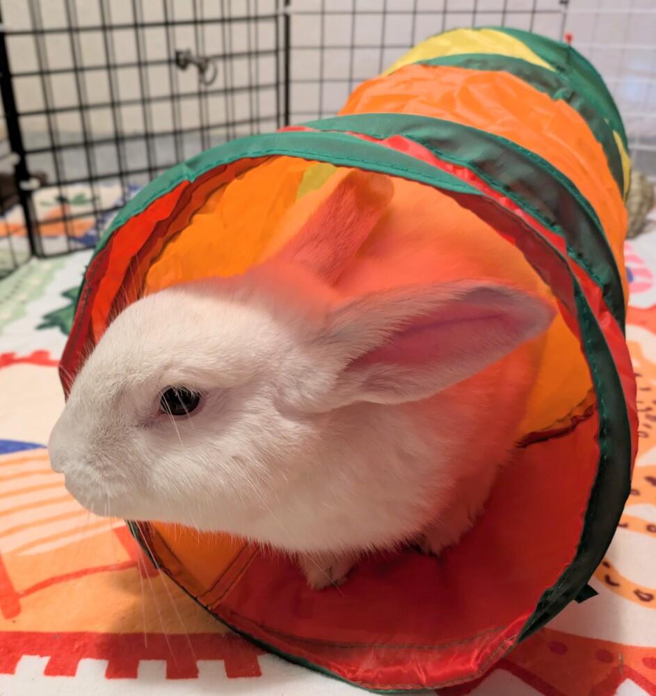 Enlarge Comfrey, a Adoptable mixed breed in Gainesville, FL image 4/4