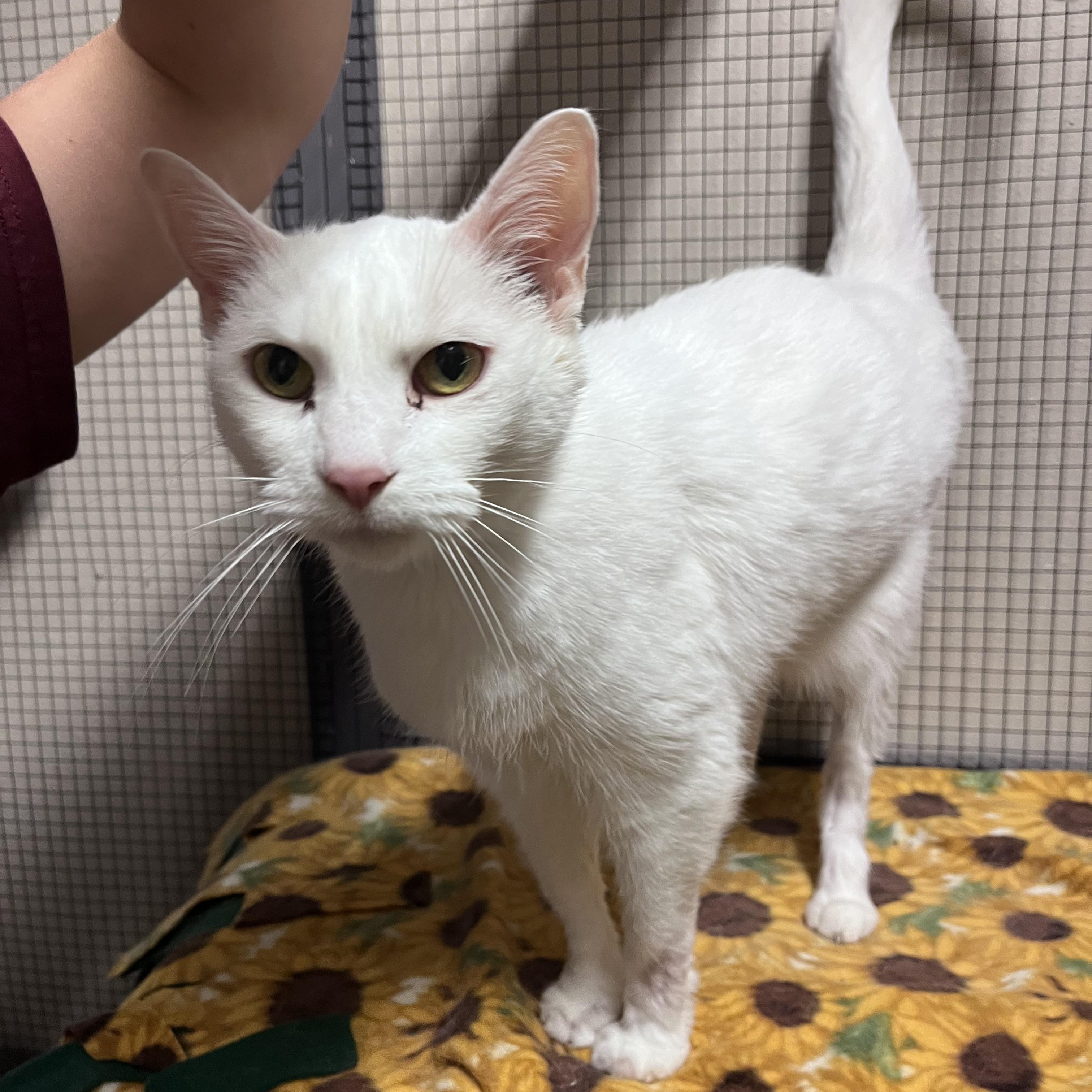 Raspberry, an adoptable Domestic Medium Hair in Dodgeville, WI, 53533 | Photo Image 1