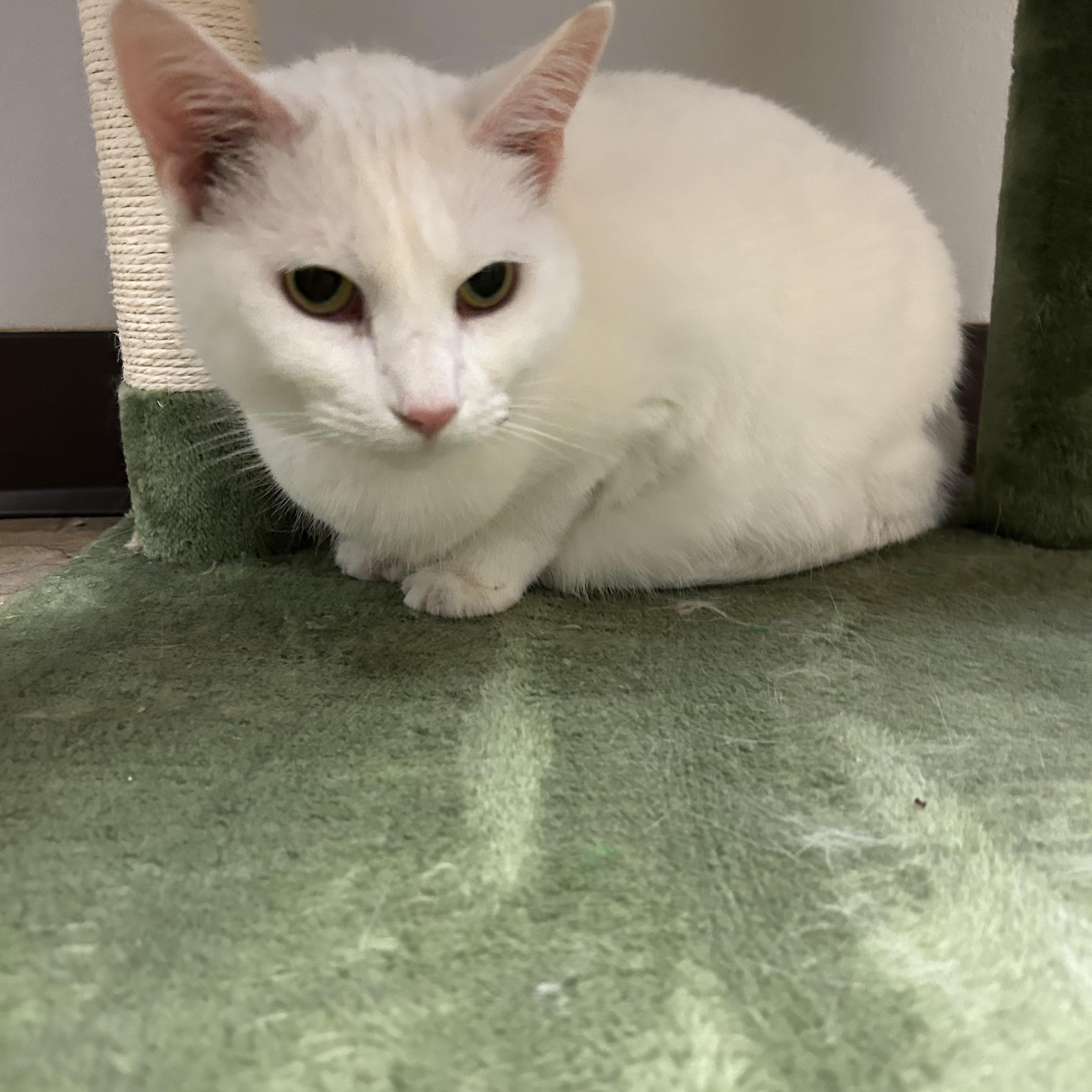 Raspberry, an adoptable Domestic Medium Hair in Dodgeville, WI, 53533 | Photo Image 1