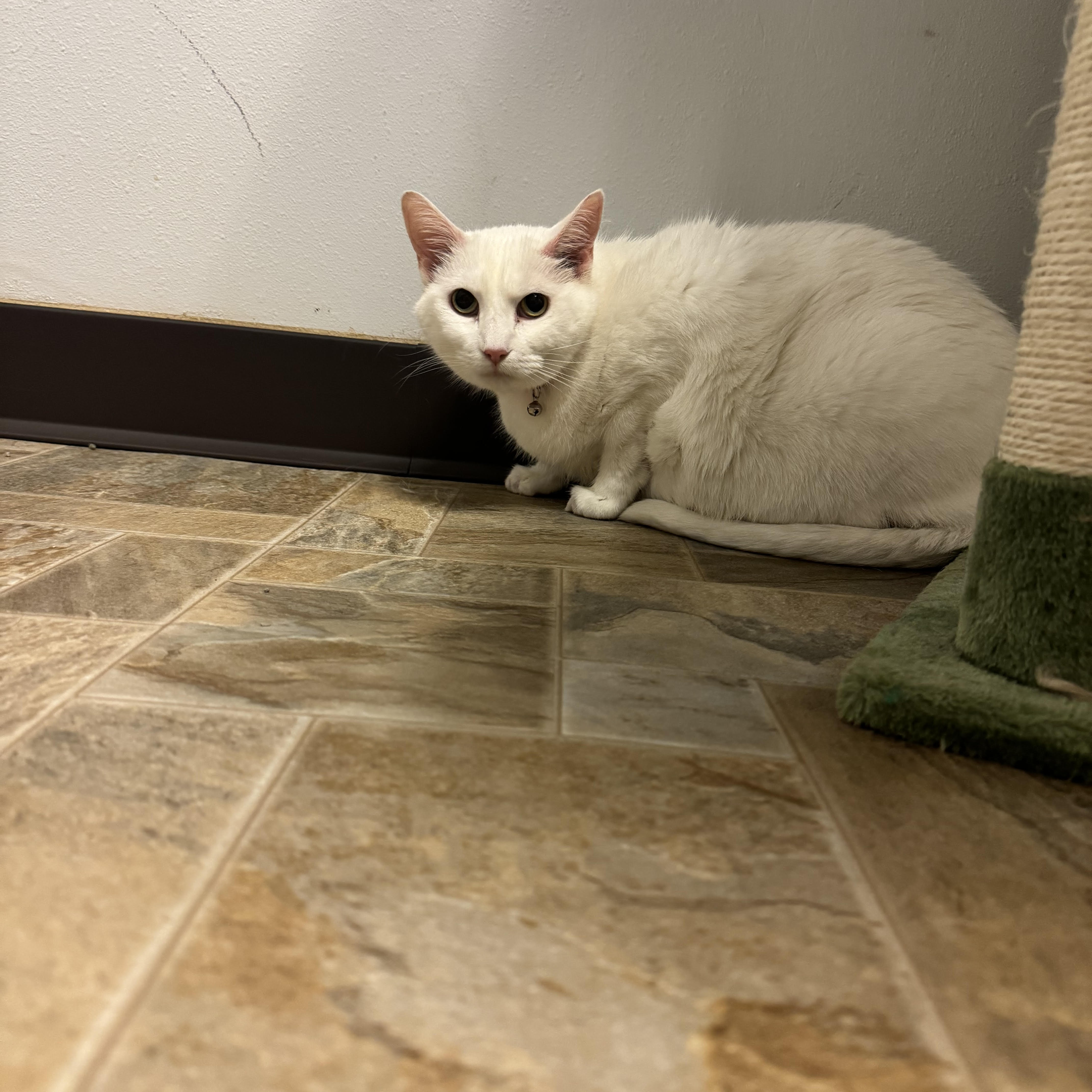 Raspberry, an adoptable Domestic Medium Hair in Dodgeville, WI, 53533 | Photo Image 2