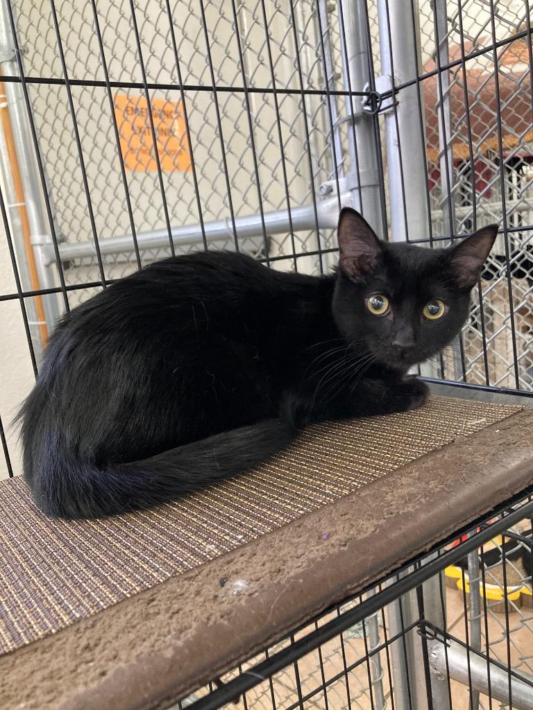 Jackie 25, Adoptable, Kitten Female Domestic Short Hair.