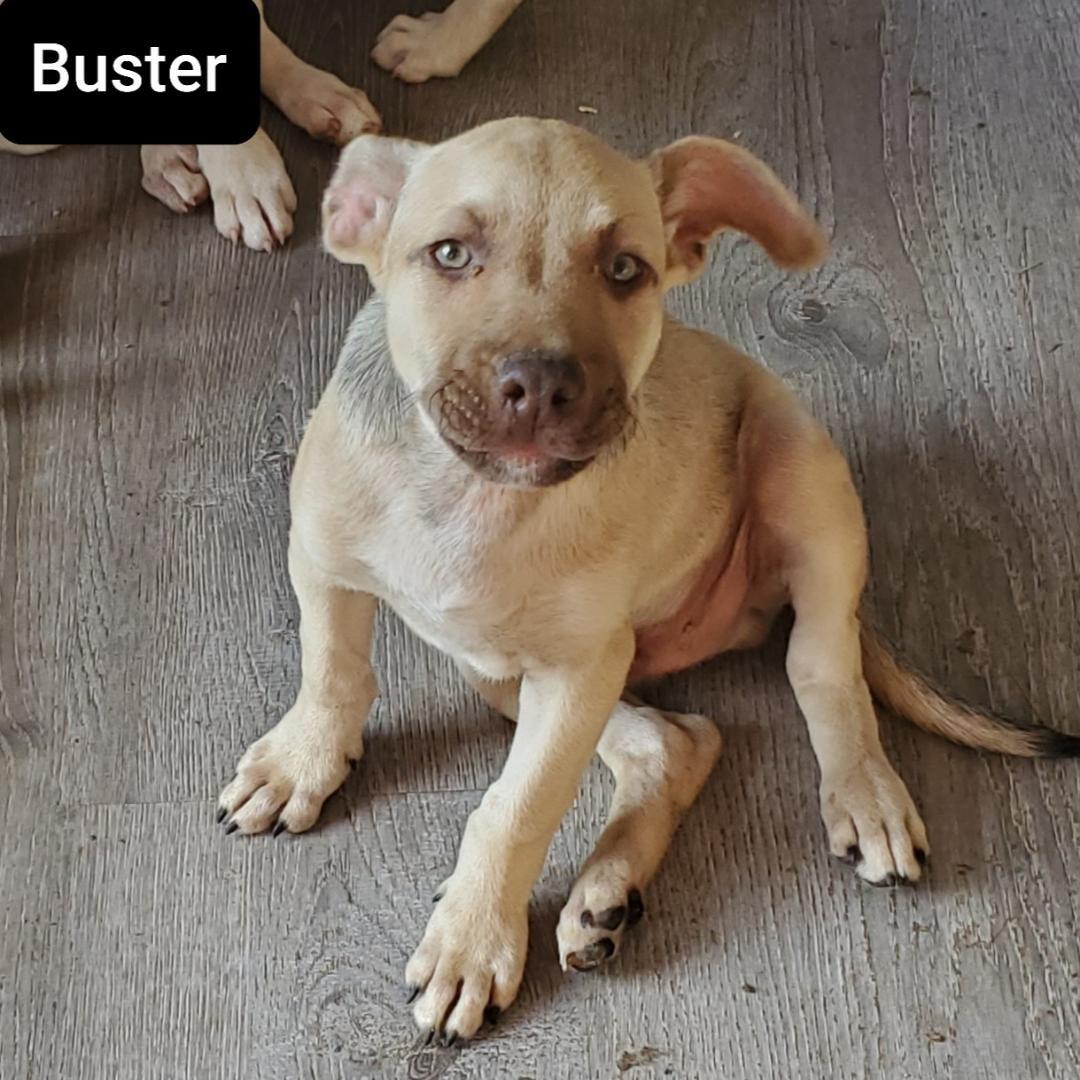 Buster