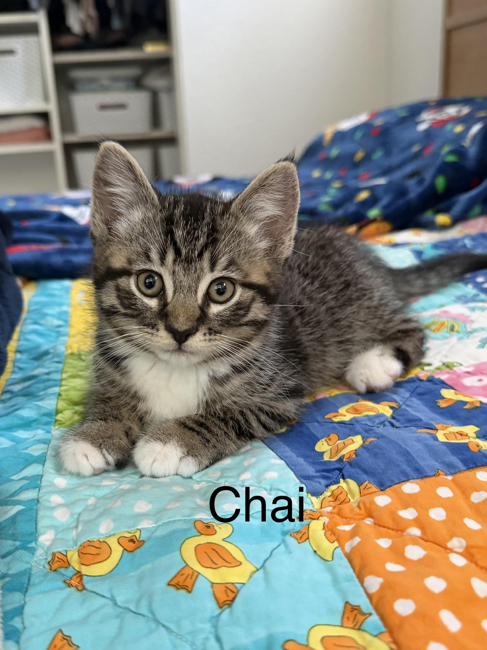 Chai, ADOPTABLE, Kitten Male Tabby.