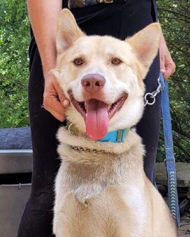 Enlarge Zeus, a Adoptable mixed breed in Canterbury, CT image 1/6