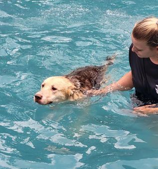 Enlarge Zeus, a Adoptable mixed breed in Canterbury, CT image 2/6