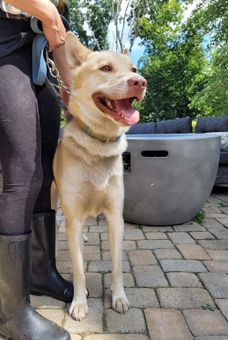 Enlarge Zeus, a Adoptable mixed breed in Canterbury, CT image 3/6
