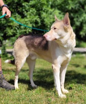Enlarge Zeus, a Adoptable mixed breed in Canterbury, CT image 4/6