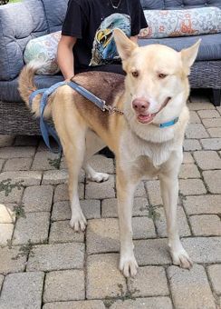 Enlarge Zeus, a Adoptable mixed breed in Canterbury, CT image 5/6