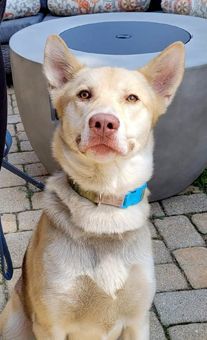 Enlarge Zeus, a Adoptable mixed breed in Canterbury, CT image 6/6