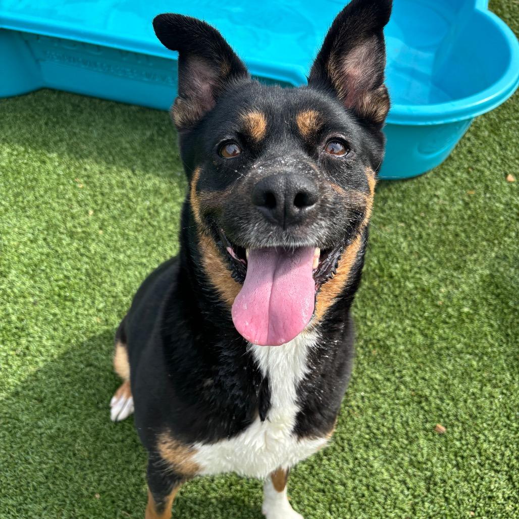 Kiva, Adoptable, Adult Female Terrier.