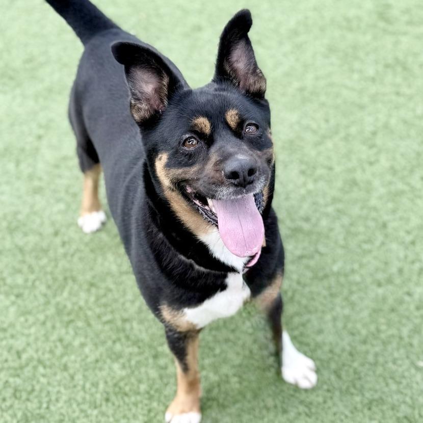 Kiva, a Adoptable Terrier in Chattanooga, TN image 1/4