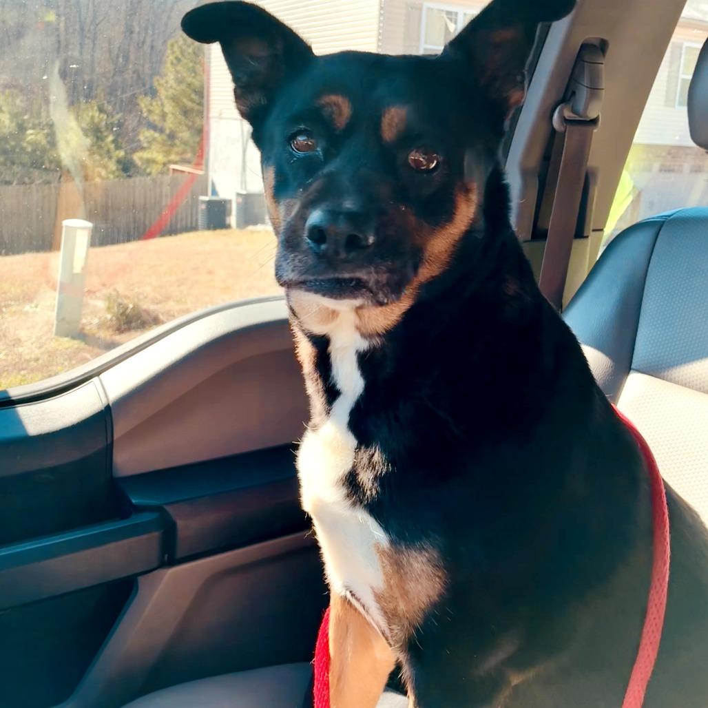 Kiva, a Adoptable Terrier in Chattanooga, TN image 2/4