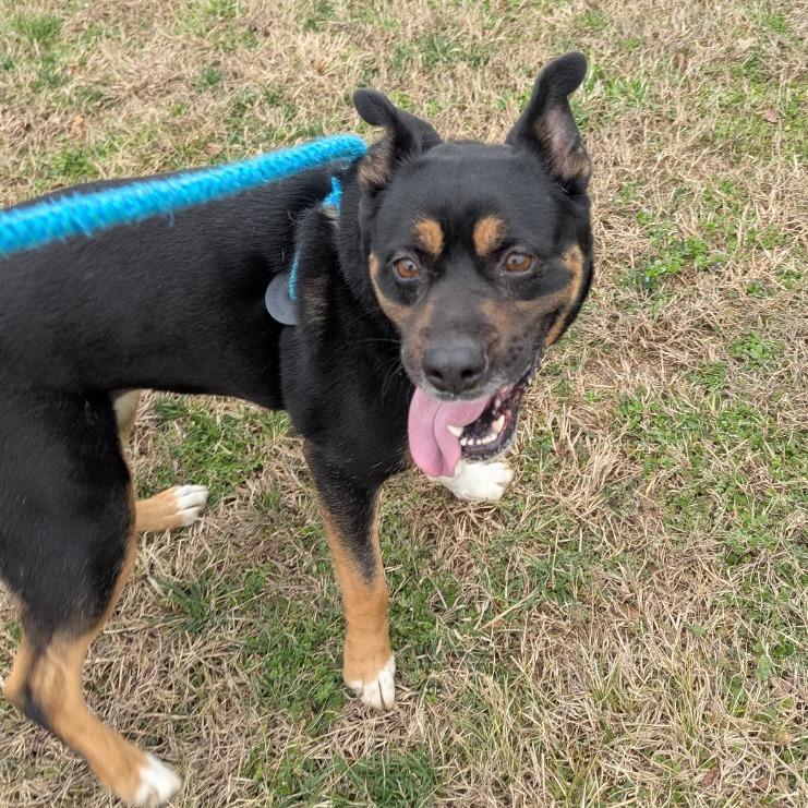 Kiva, a Adoptable Terrier in Chattanooga, TN image 3/4