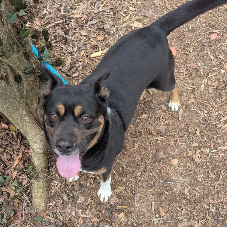 Kiva, a Adoptable Terrier in Chattanooga, TN image 4/4