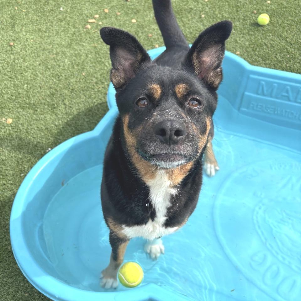 Enlarge Kiva, a Adoptable Terrier in Chattanooga, TN image 6/6