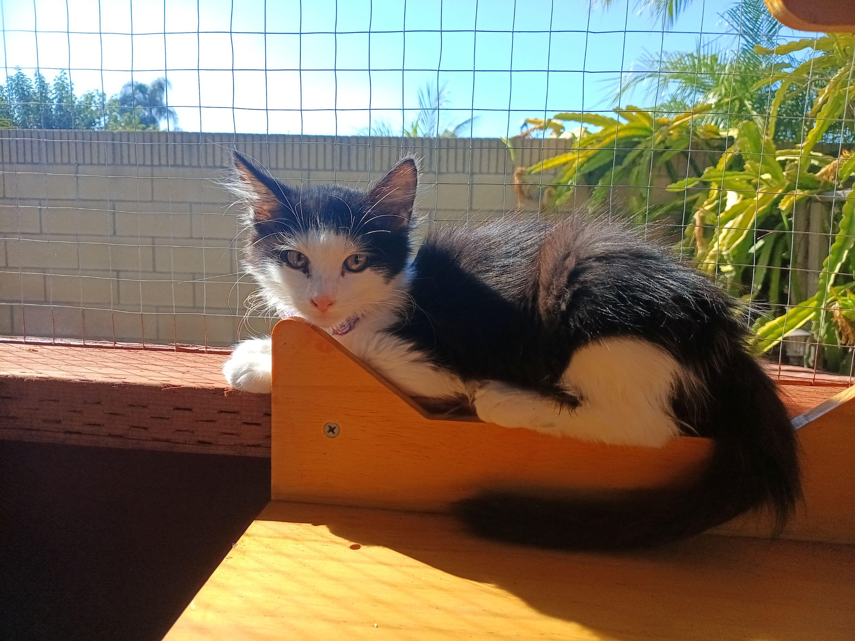 Sia, adopted, Kitten Female Domestic Long Hair.