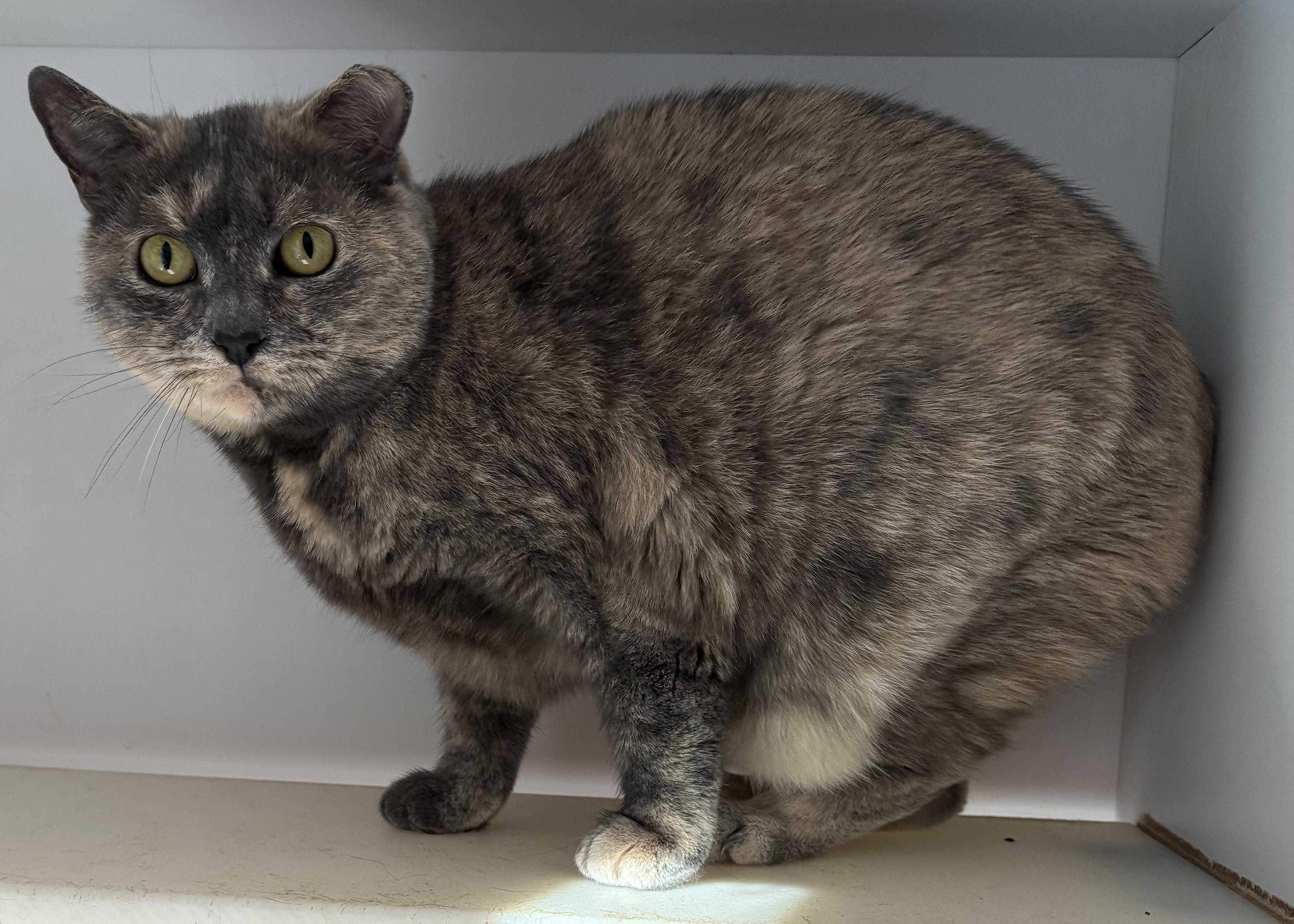 Enlarge Kya, a Adoptable Dilute Tortoiseshell in Warwick, NY image 1/1