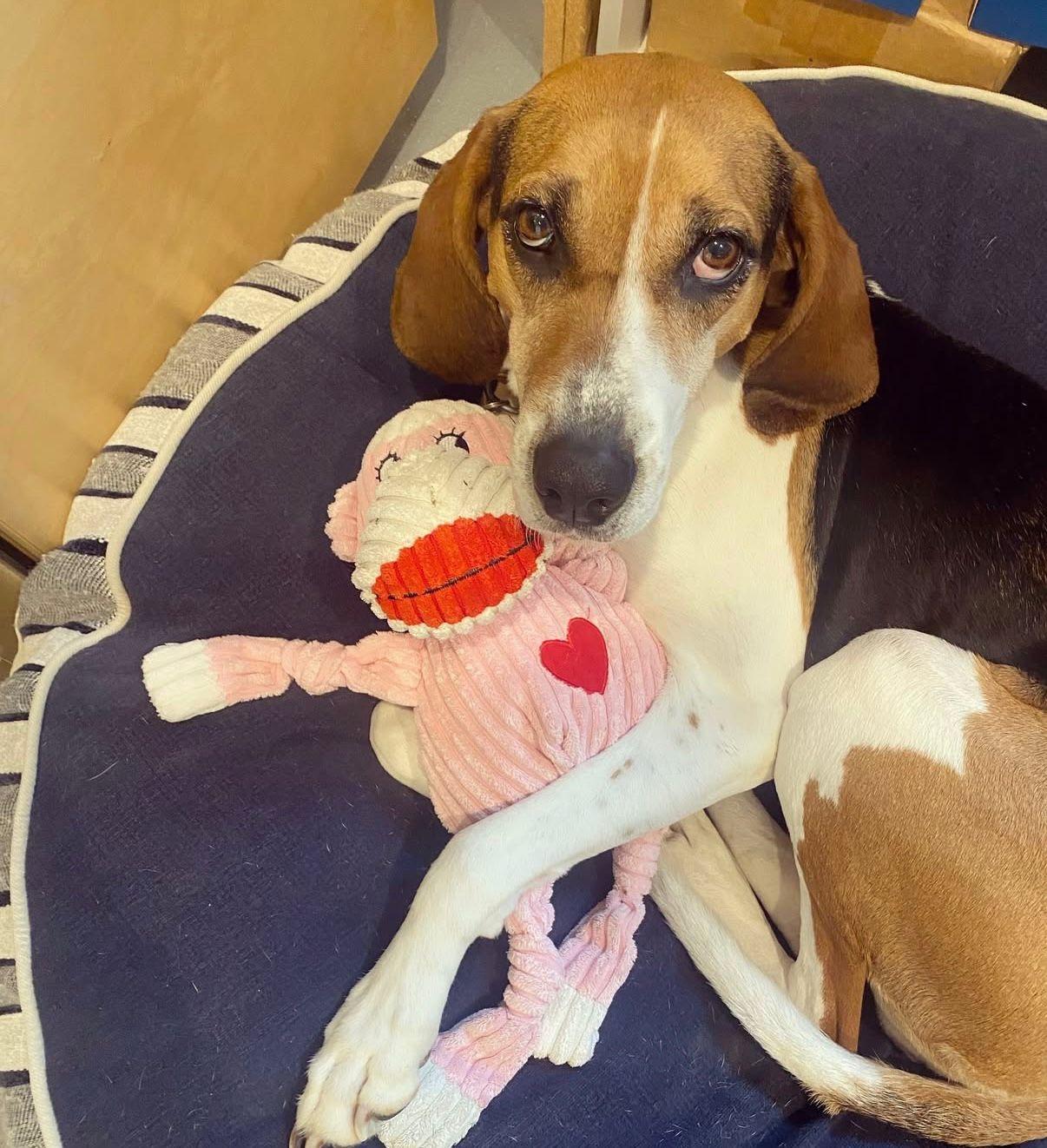 Enlarge Darling Dolly, a Adoptable American Foxhound in RIDGEFIELD, CT image 3/6