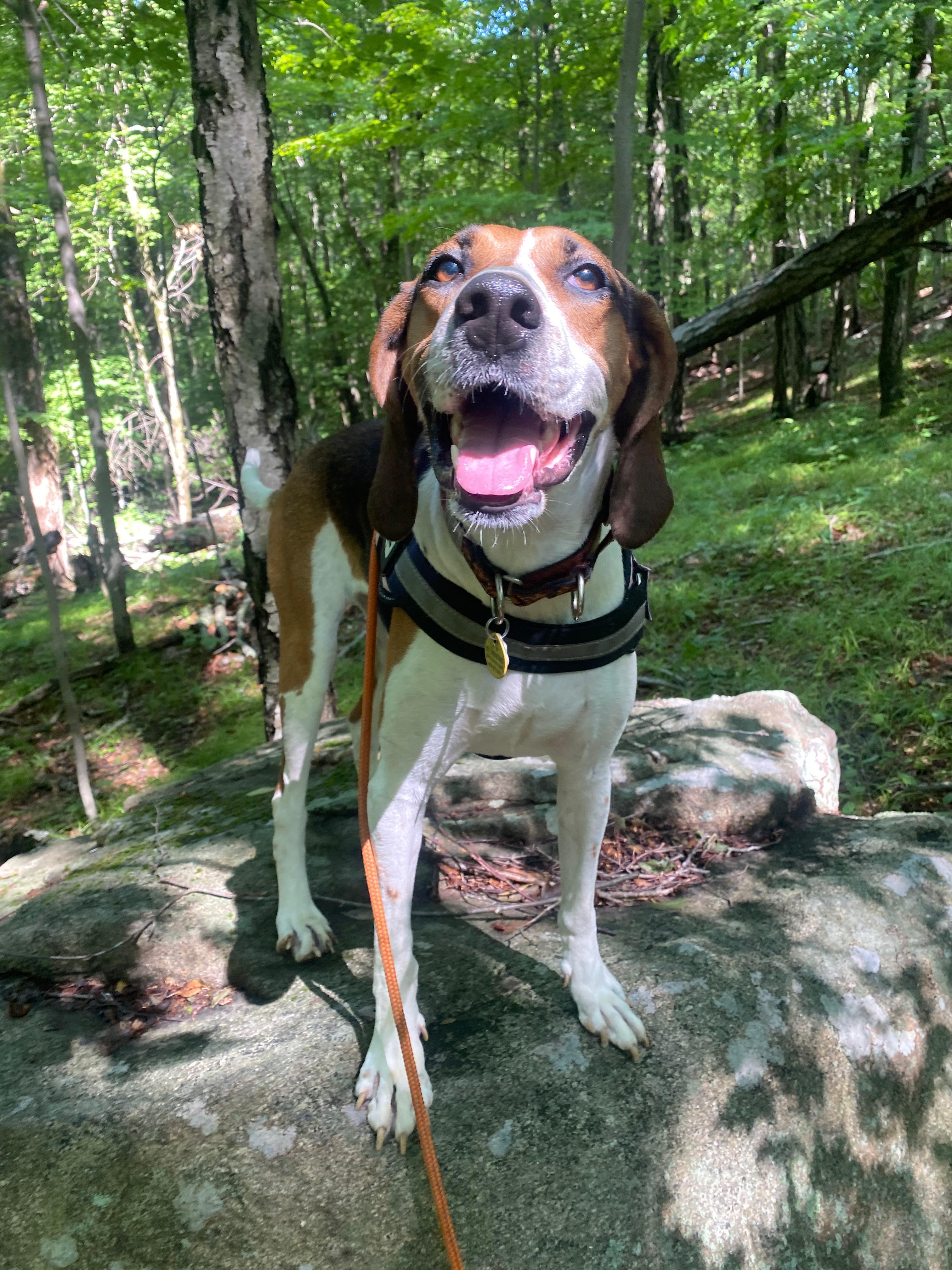 Darling Dolly, Adoptable, Adult Female American Foxhound.