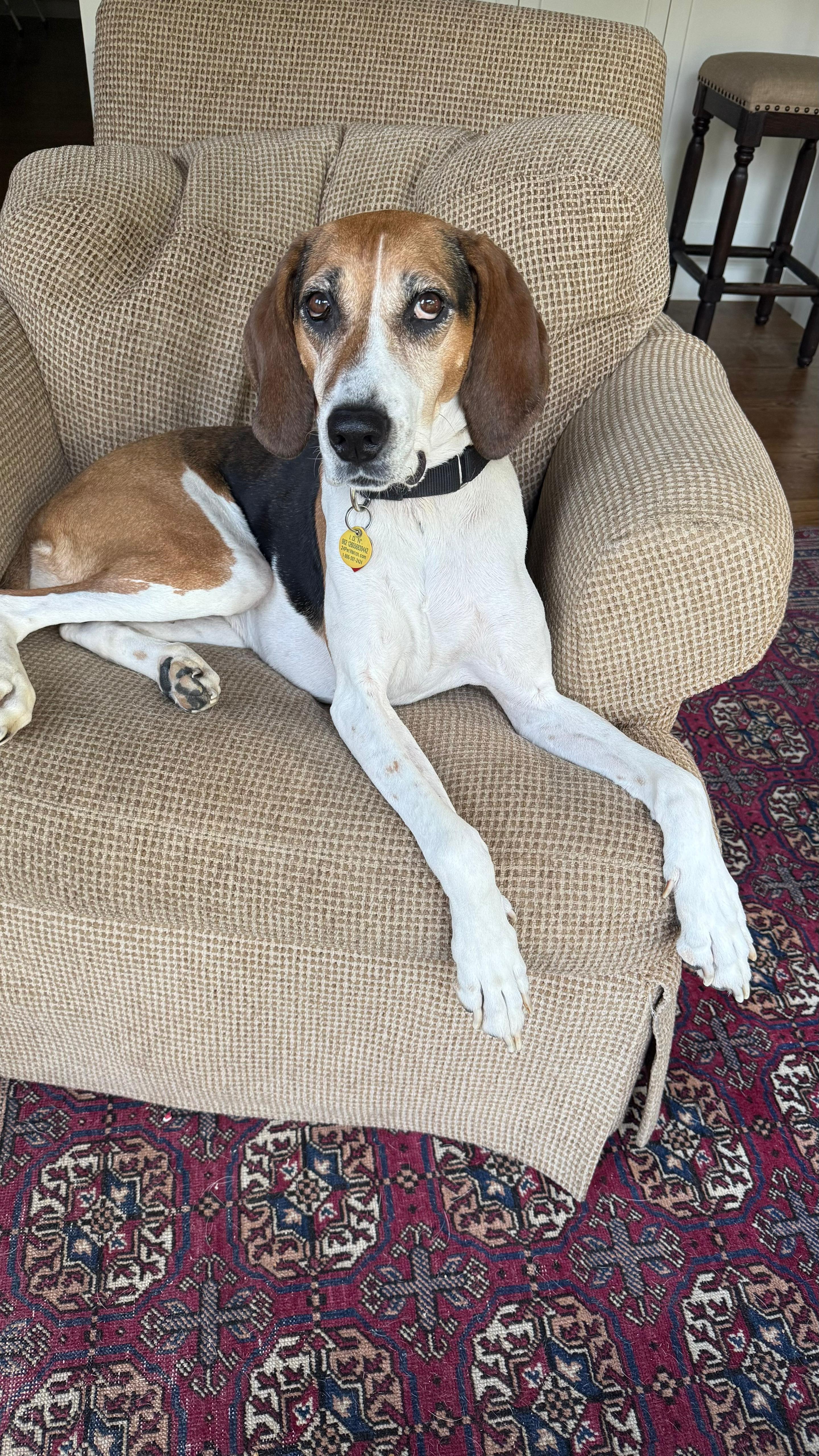 Enlarge Darling Dolly, a Adoptable American Foxhound in RIDGEFIELD, CT image 4/6
