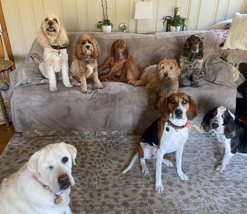 Enlarge Darling Dolly, a Adoptable American Foxhound in RIDGEFIELD, CT image 6/6