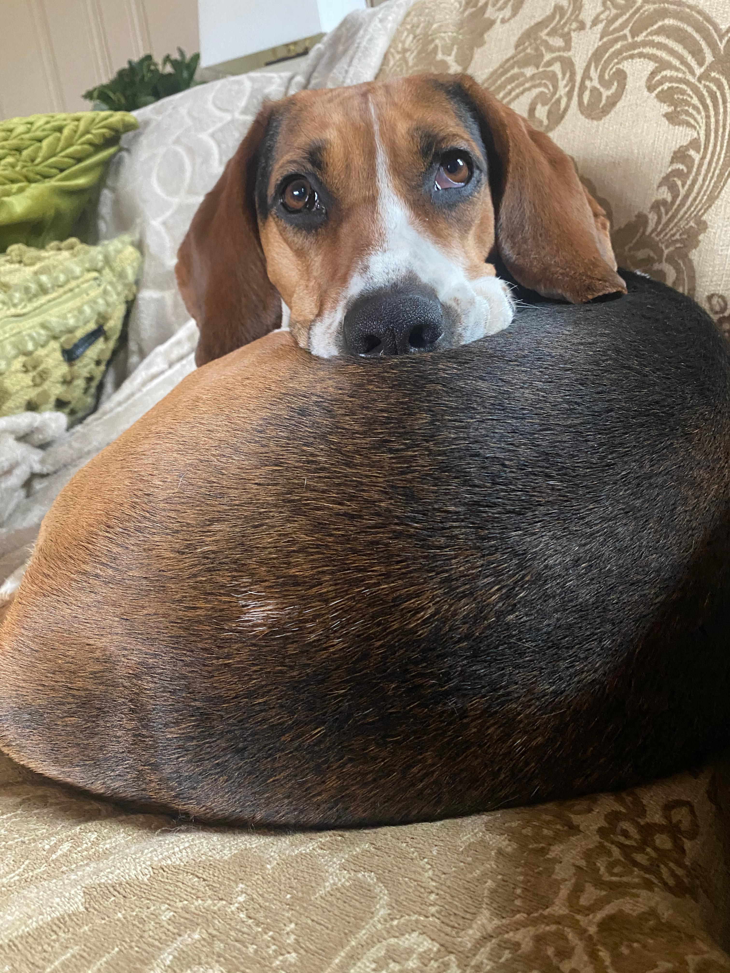 Enlarge Darling Dolly, a Adoptable American Foxhound in RIDGEFIELD, CT image 5/6