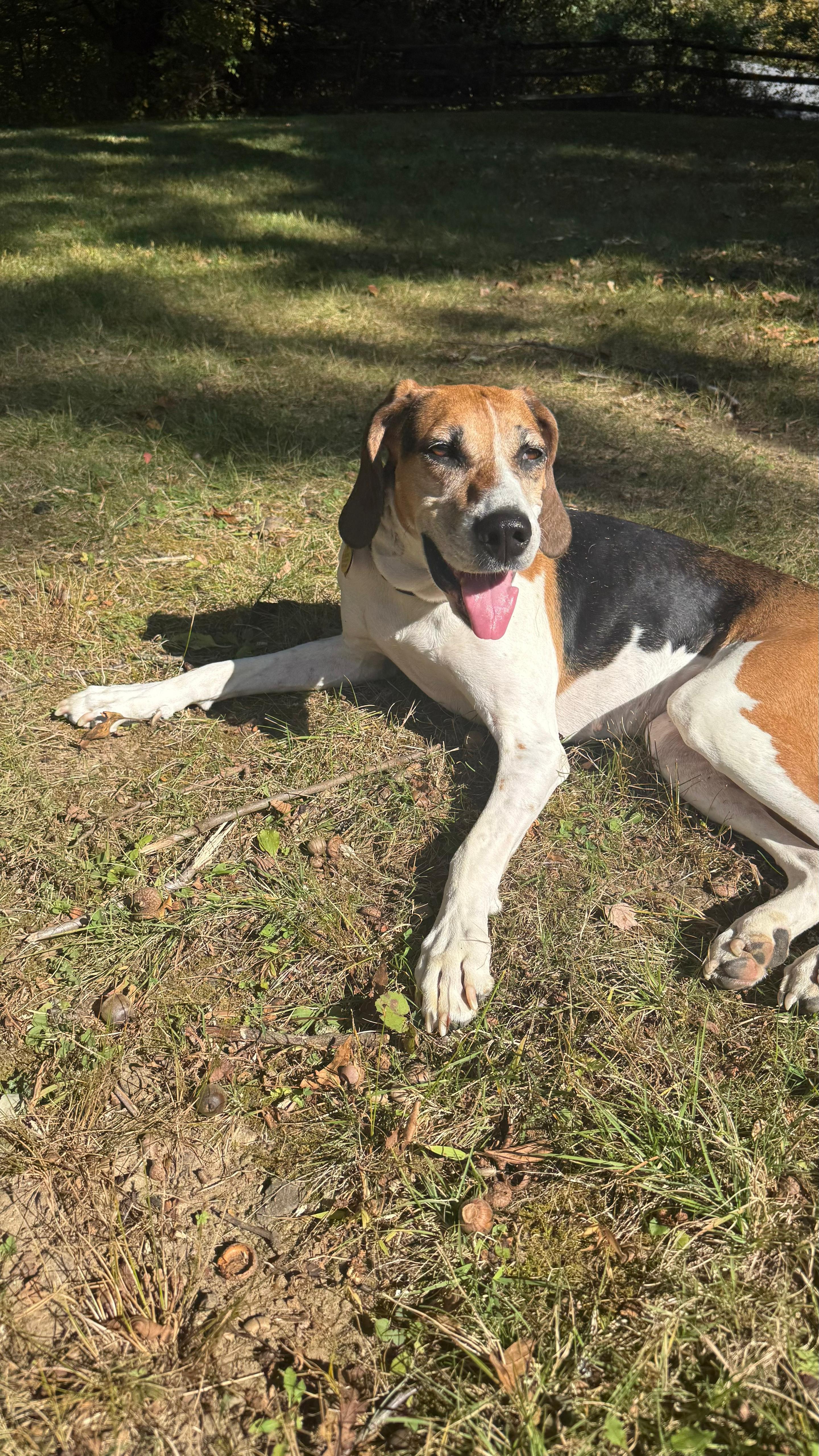 Enlarge Darling Dolly, a Adoptable American Foxhound in RIDGEFIELD, CT image 2/6