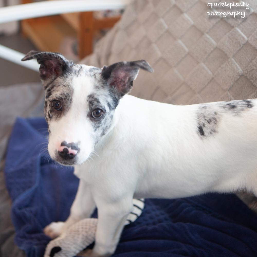 Enlarge Rover, an adopted mixed breed in Ridgefield, CT image 2/3